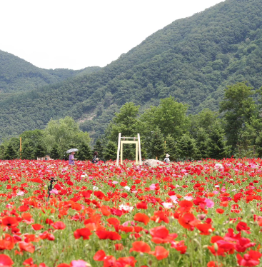 자라섬 꽃축제 꽃 페스타