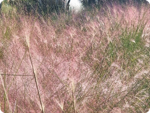 수목정원 핑크뮬리 이미지 출처: 하늘빛수목원 홈페이지