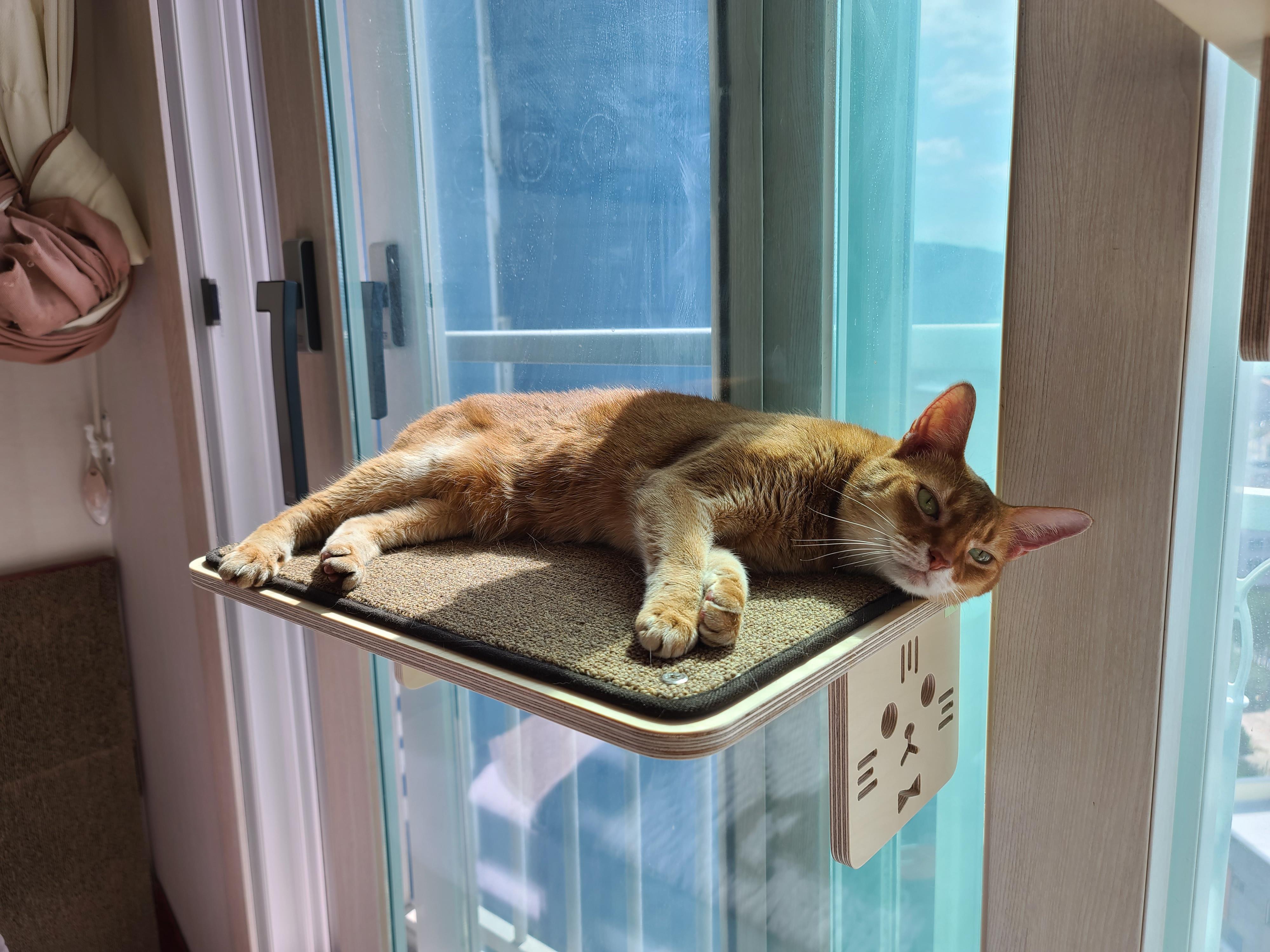 오늘 아침부터 집사를 깨운 냥냥이는 다다! 부들부들..