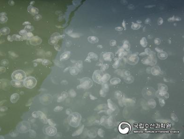 보름달물해파리