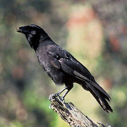 나무 위의 하와이안 크로우