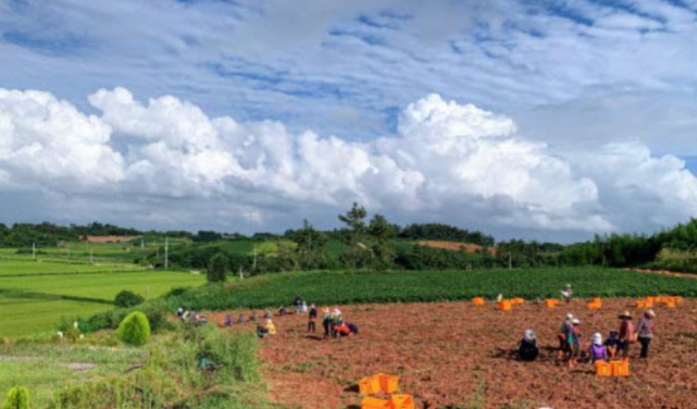 땅끝참고구마농장