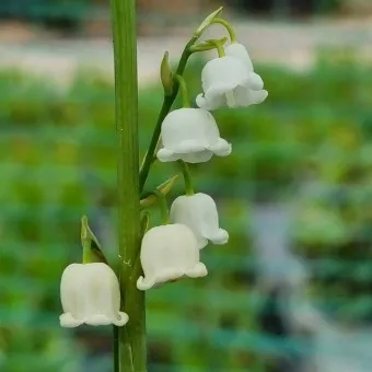 은방울꽃 꽃말 봄 꽃 꽃말 모음_21