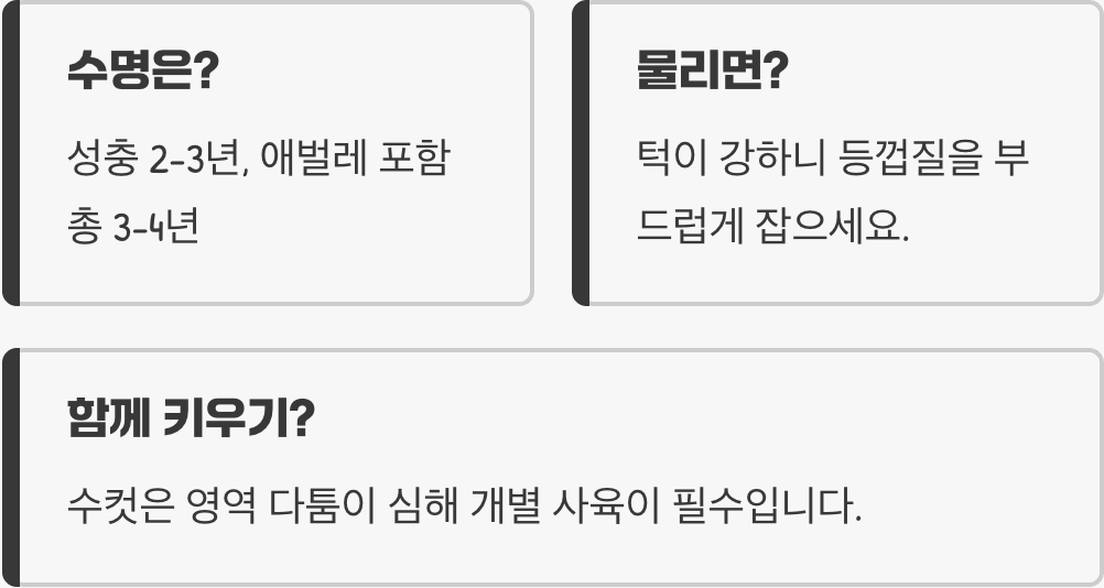 왕사슴벌레 키우기 방법부터 먹이, 사육장 세팅까지 완벽 가이드