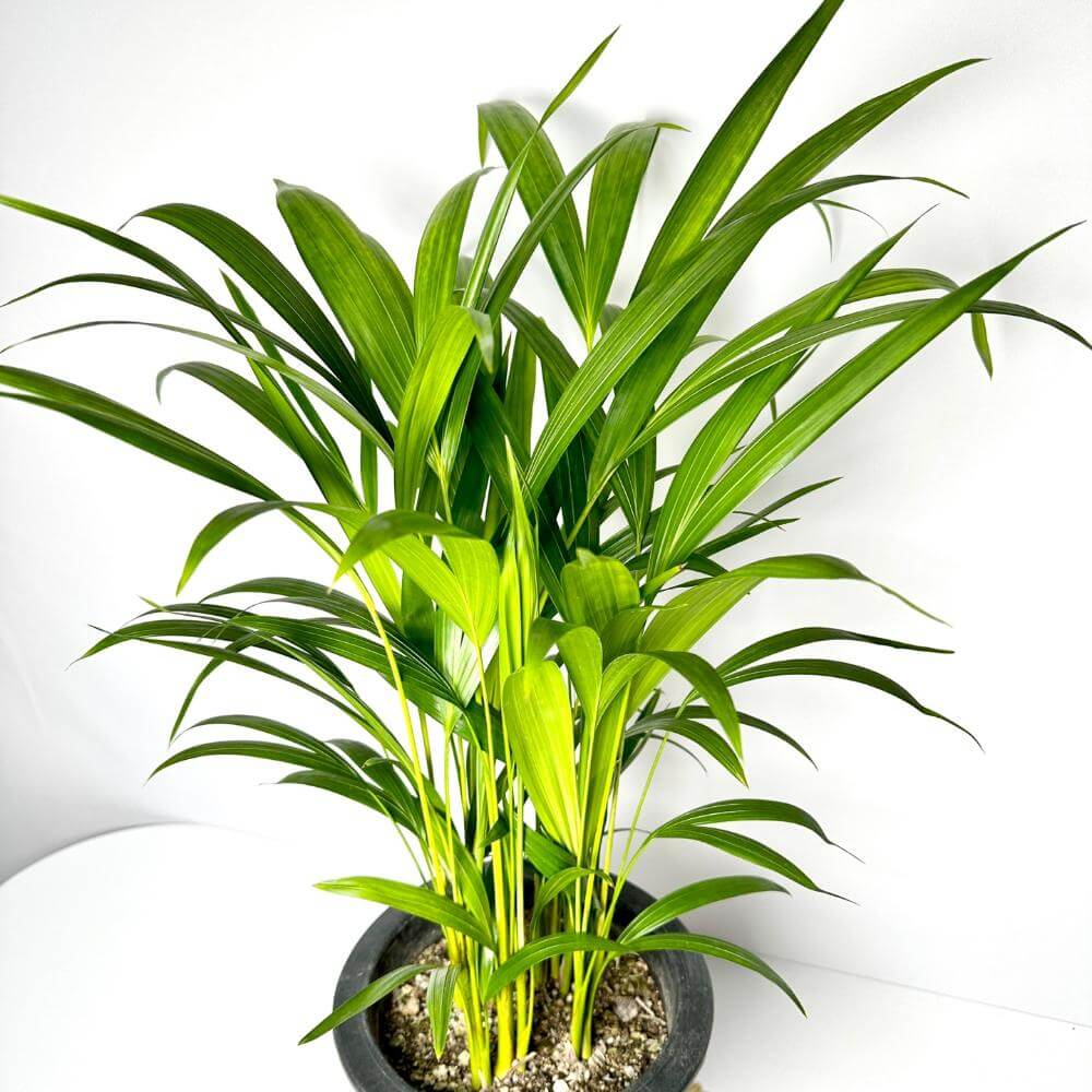 나사(NASA)선정 공기정화식물