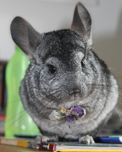 SNS에서 뜨는 특수반려동물은?