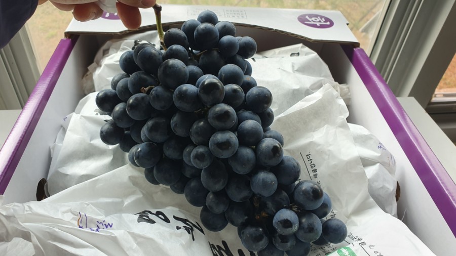 포도 효능 부작용