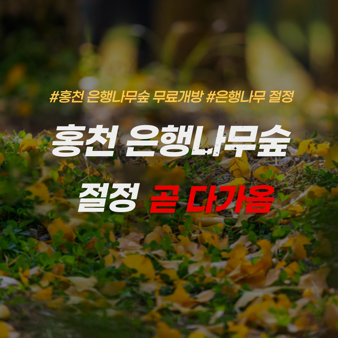 홍천은행나무숲-절정-개방시간