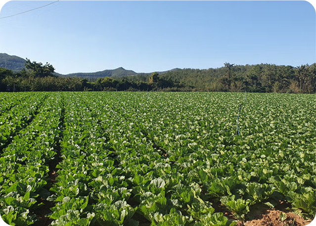 해남 절임배추 10kg 이미지/ 출처: