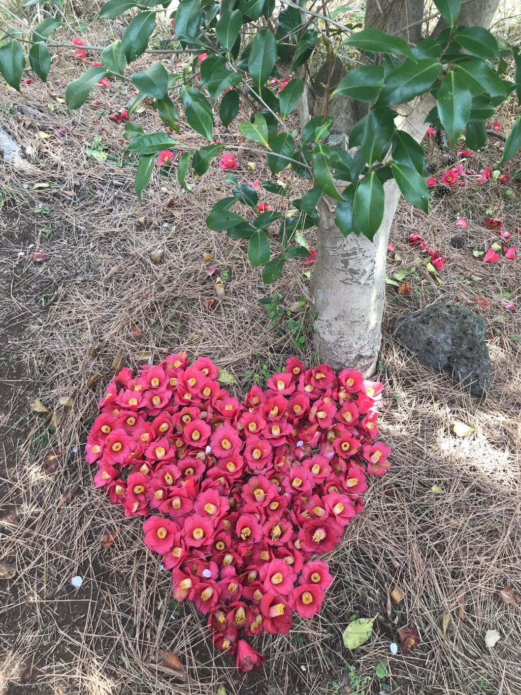 도두봉 등산로_동백꽃