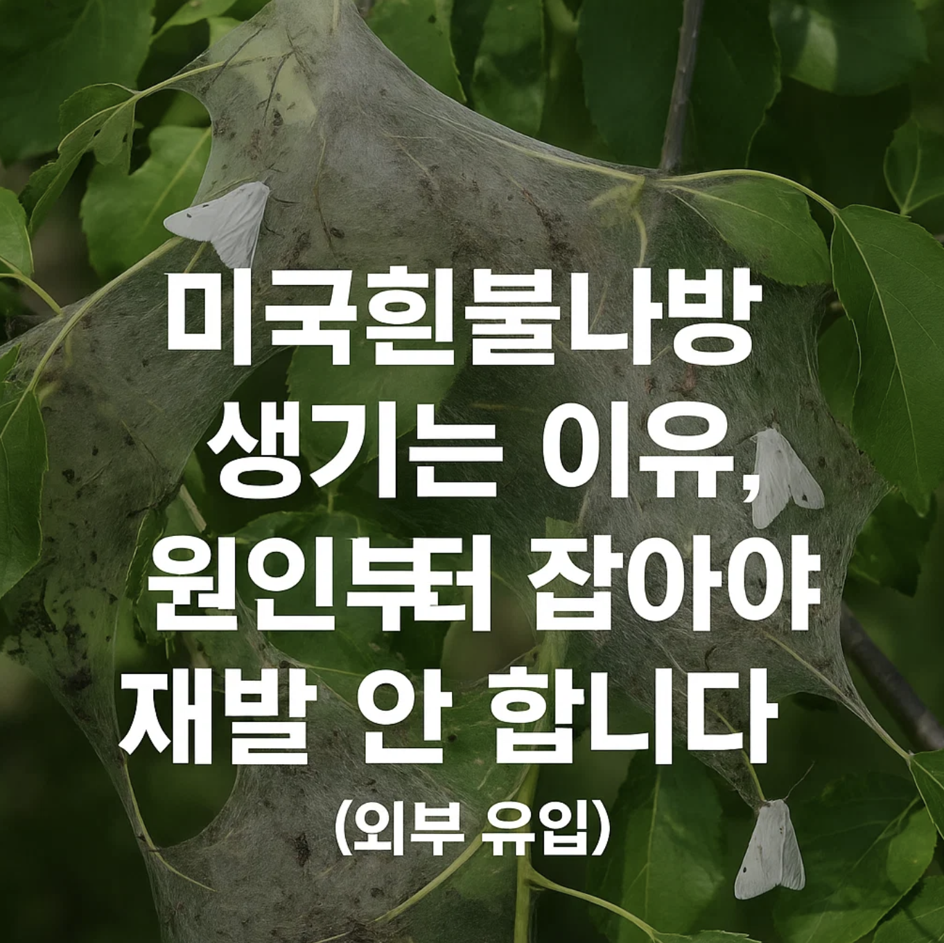 미국흰불나방 생기는 이유, 원인부터 잡아야 재발 안 합니다 (외부 유입)