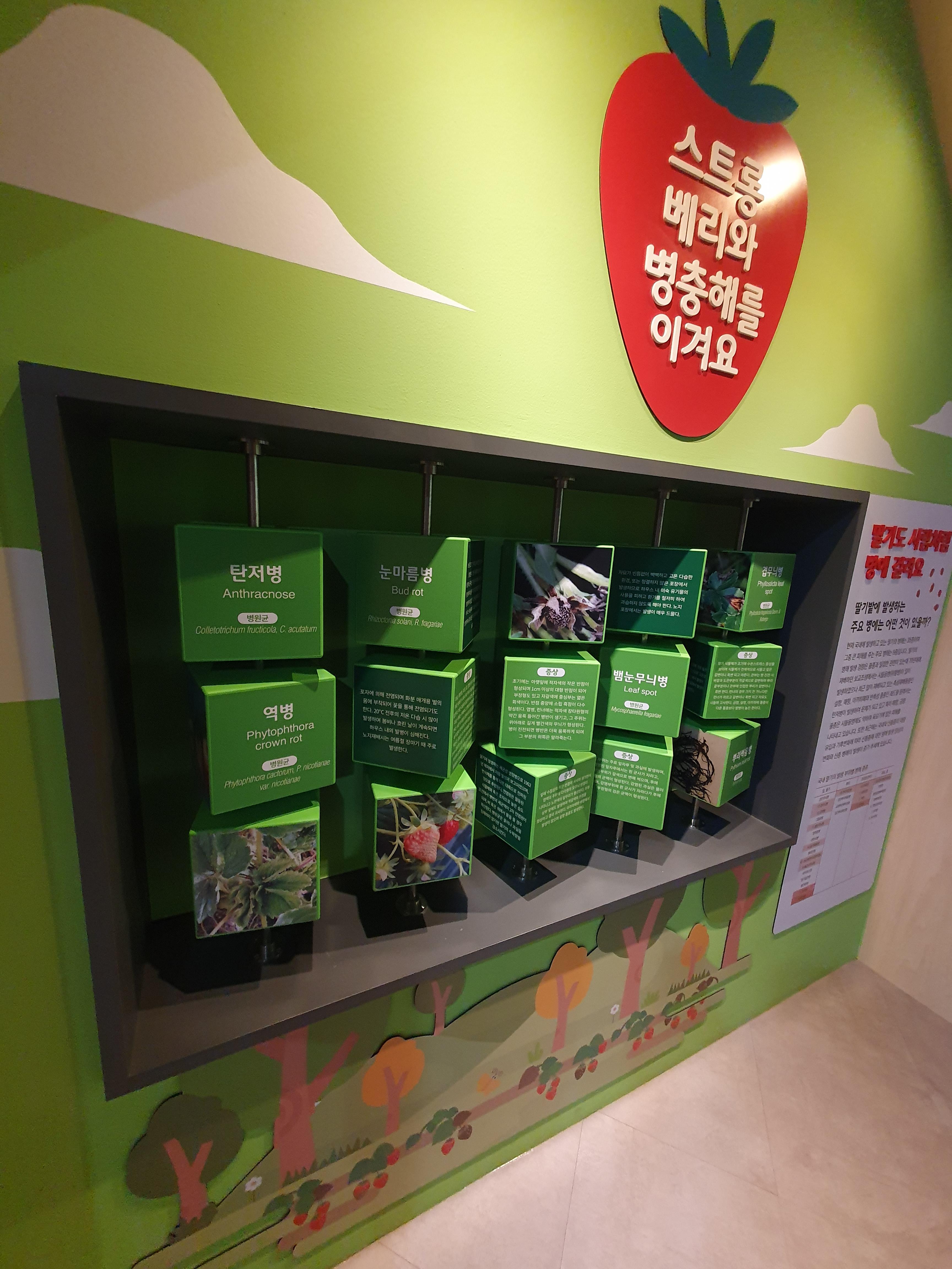 논산 딸기테마관 딸기한테 생기는 병충해들