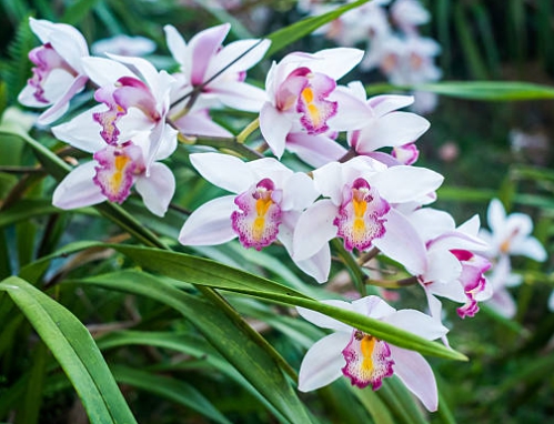 겨울 꽃 심비디움