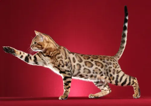 뱅갈고양이 유전병 털빠짐 무늬 수명 가격_6