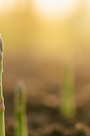 아스파라거스 효능