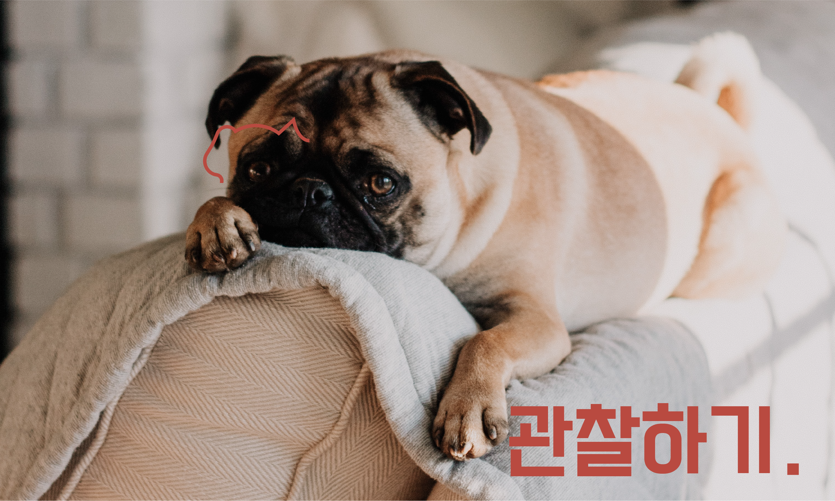 강아지-기운없을때
