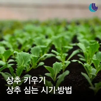 텃밭 상추 키우는 법 파종 간격 수확 연속수확 요령_8