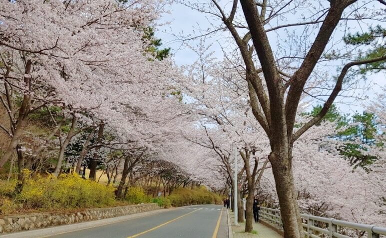 벚꽃축제 /부산 벚꽃 드라이브 코스 /숨은 벚꽃명소