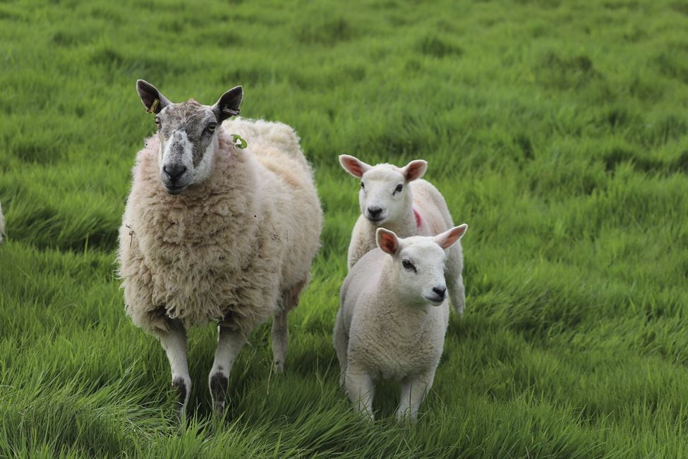 2026년 양띠 운세 총정리