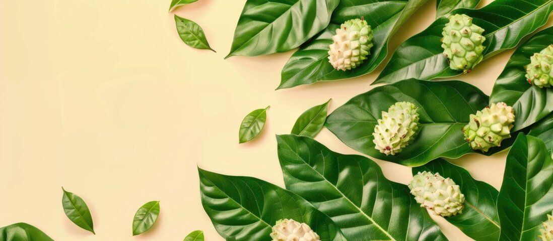 노니 효능 및 부작용 알아보기 