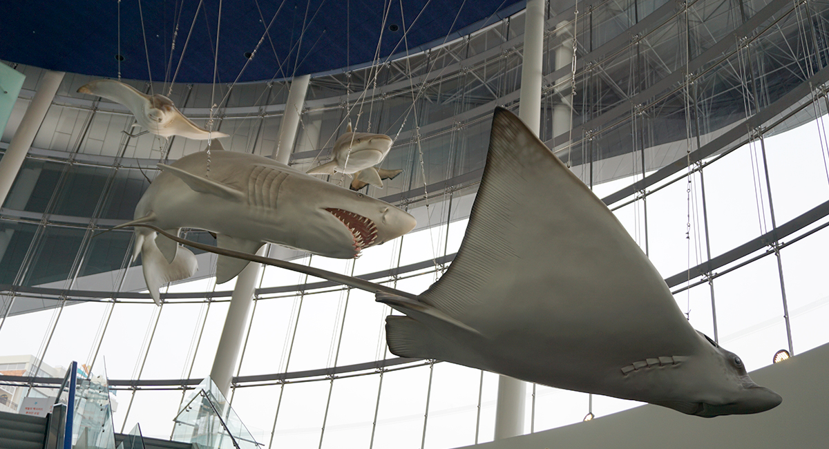 거대한 상어, 가오리 조형물이 천장에 전시되어 있다.