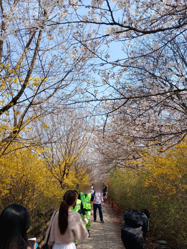 봄꽃 길을 거닐다