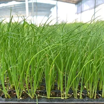 텃밭 대파 키우는 방법 파종 시기_12