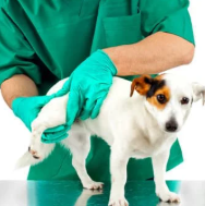 강아지 고관절 이형성증 원인, 예방법 수술 전 확인