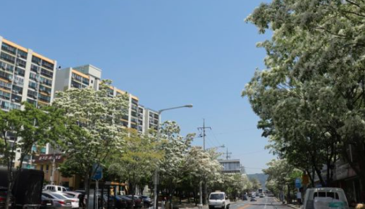 전주 이팝나무 축제