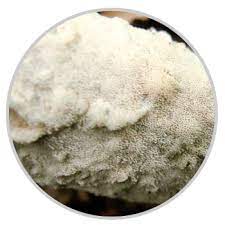 세리포리아 락세라타