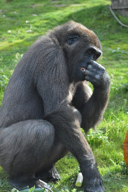 2025년 을사년 신년운세, 원숭이띠(10) 말을 아끼자~! 원숭이띠.