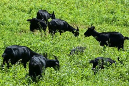 이경제흑염소-진액-효능