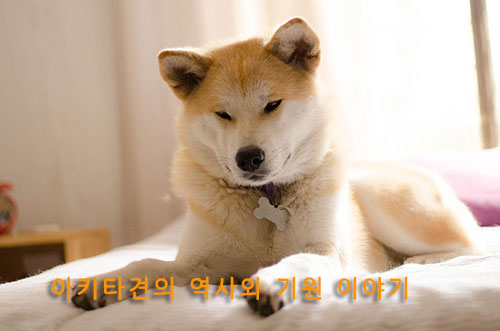 아키타견의 역사와 기원 이야기