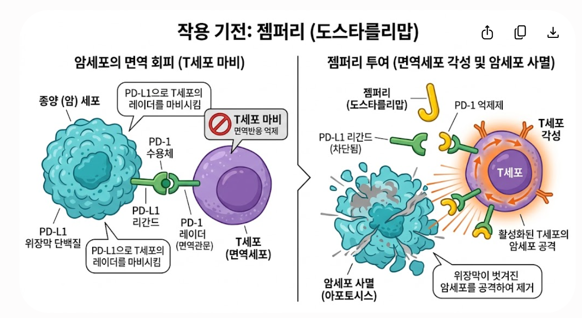 젬퍼리 작용 기전