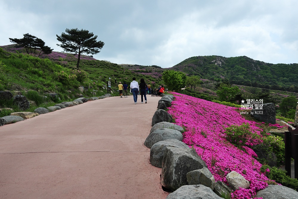 황매산 철쭉 개화시기, 셔틀버스, 산청 합천 5월 가볼만한곳