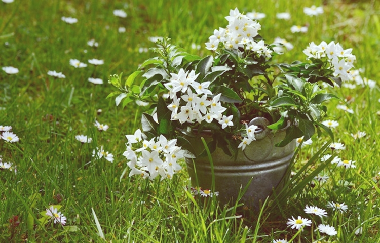 양철통에 담긴 자스민 더미