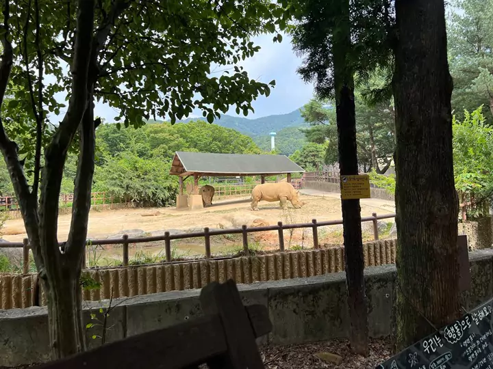 서울동물원_흰코뿔소