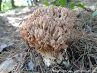 싸리버섯 채취시기종류 정보를 정리_15