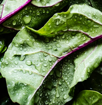 샐러디(Salady) 창업에 대하여 알아보기