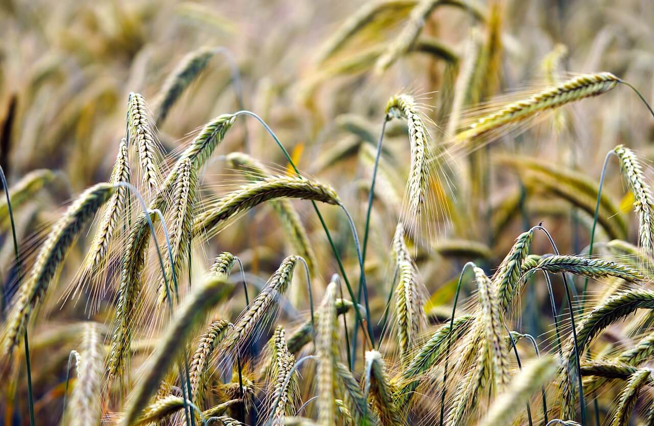 손해평가사 자격증