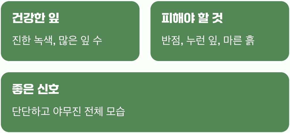 첫 만남&amp;#44; 건강한 어린 포기 고르기