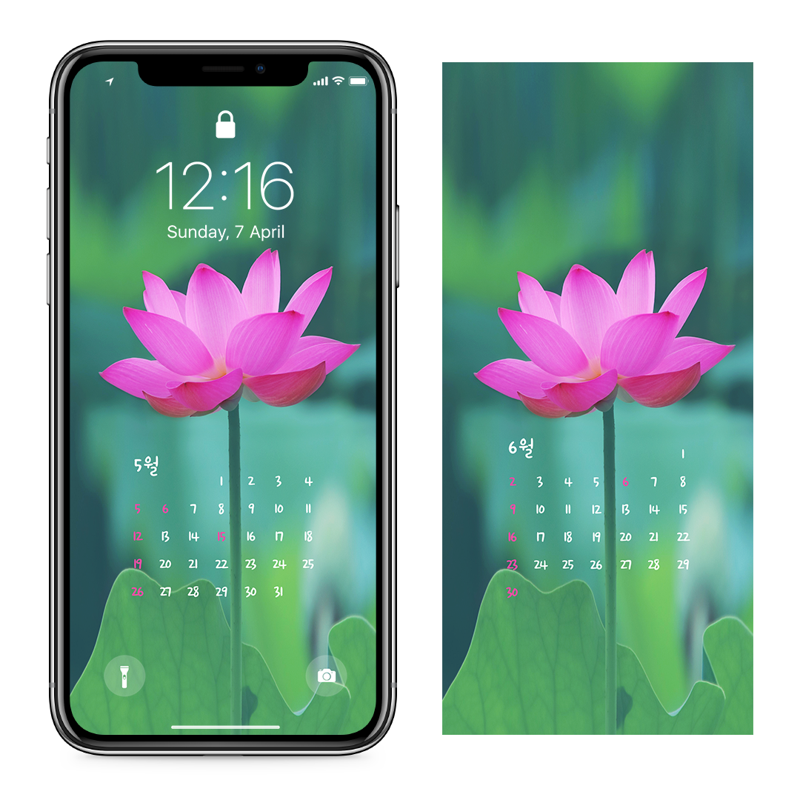 06 만개한 연꽃 AB - 2024년5월 아이폰달력배경화면