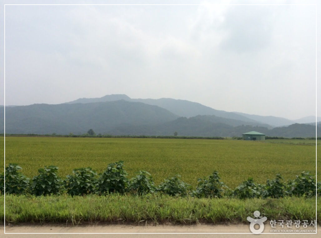 철원 가볼만한곳 베스트10 철원평야 두루미 서식지