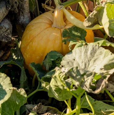 호박잎 효능 부작용 고르는법 칼로리