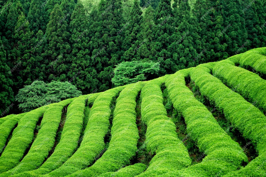 어린이날 여행 추천 - 4. 전남 보성 녹차밭