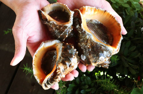 3월제철음식 소라