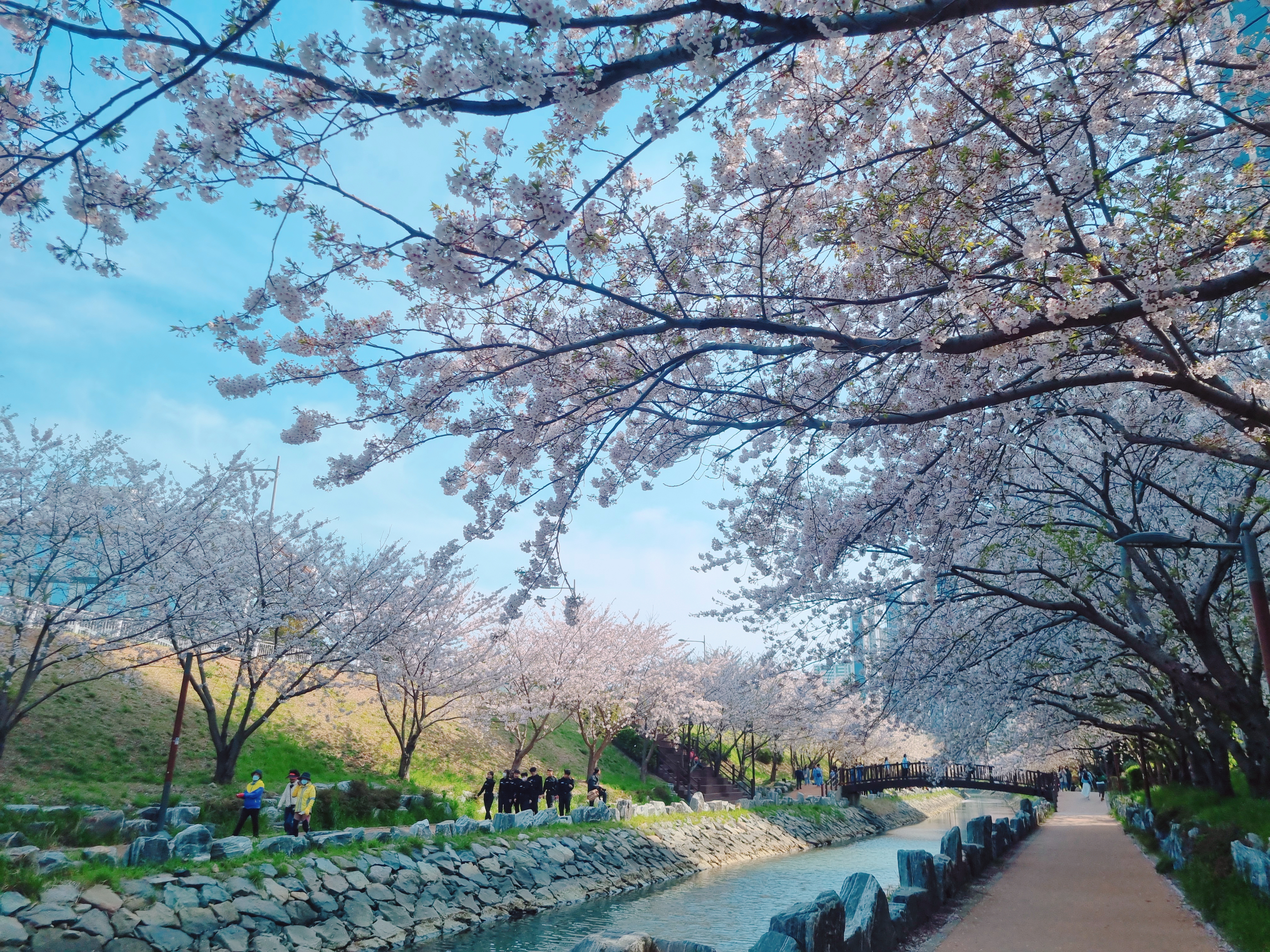 영도 동삼해수천 벚꽃길