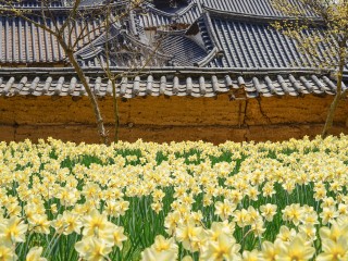 서산 유기방가옥 수선화축제 개화 상황