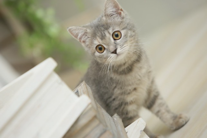 방 안을 걷는 아기 고양이.
