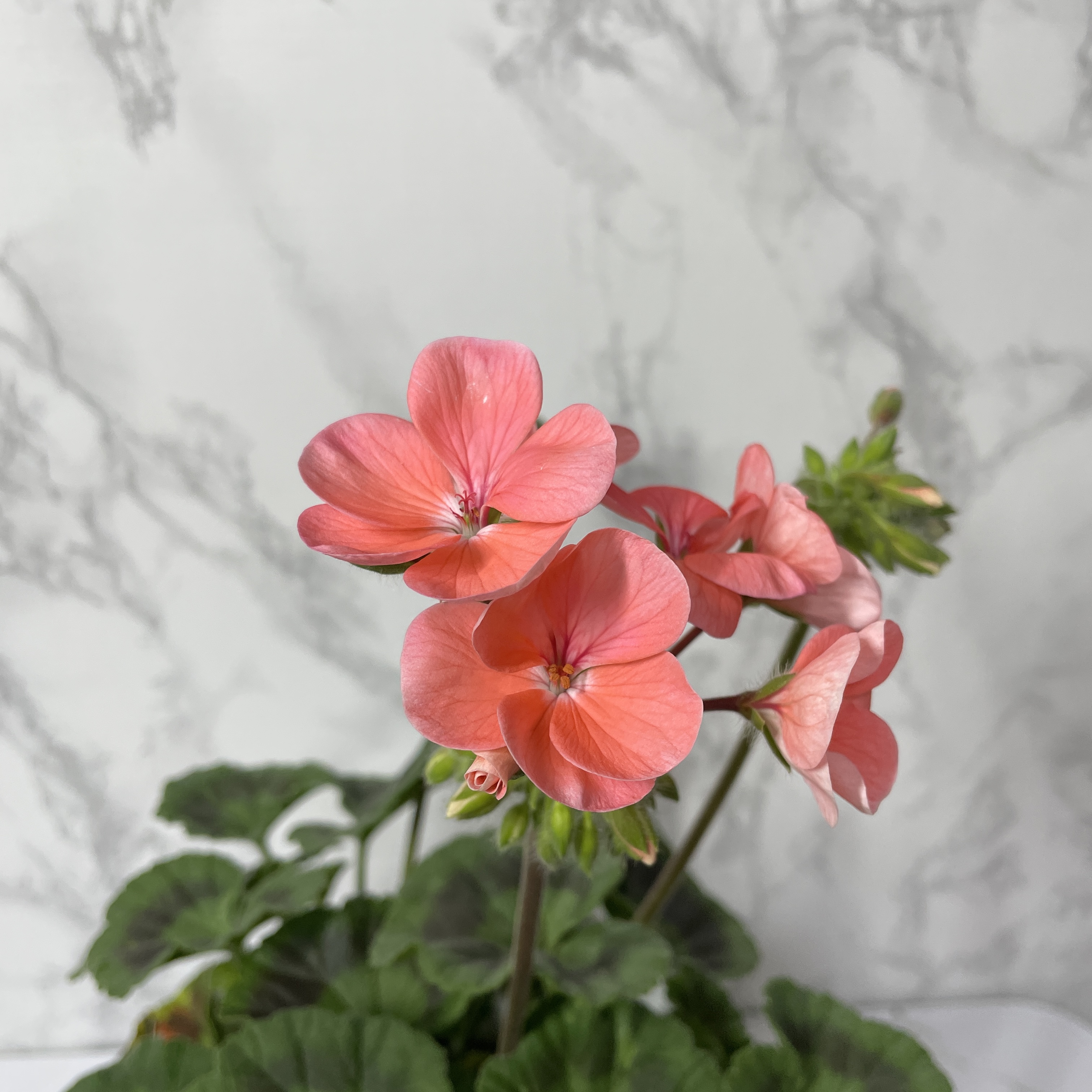 제라늄 키우기 종류 화분 꽃